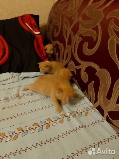 Кошки