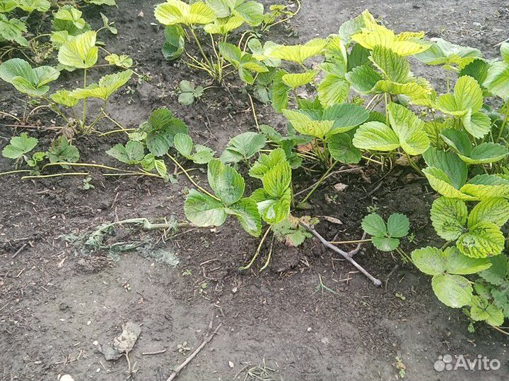 Клубника рассада