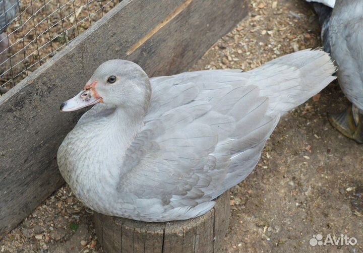 Тяжелые линии Мускусных уток