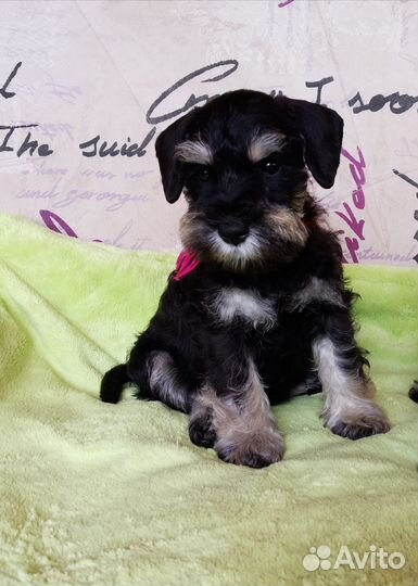 Цвергшнауцер