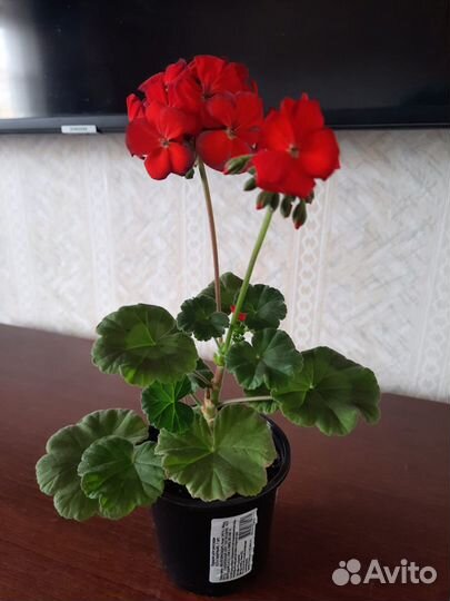 Пеларгония