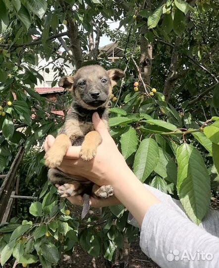 Щенки в добрые руки