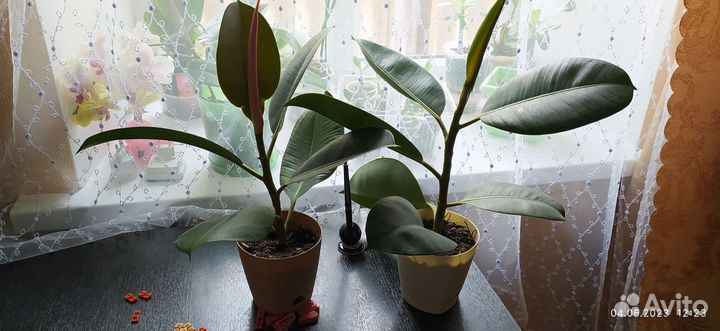 Комнатные растения и цветы