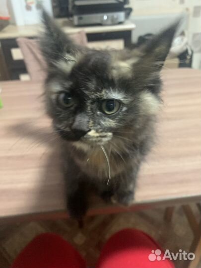 Кошки мейн-кун