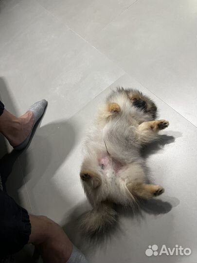 Померанский шпиц