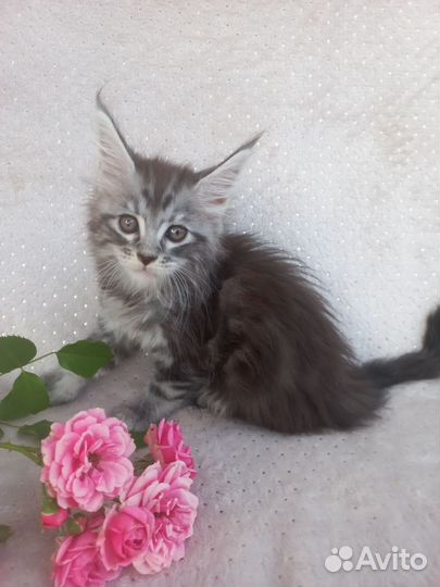 Котята мейн кун