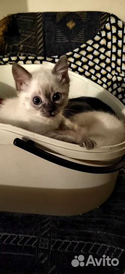 Котята тайские