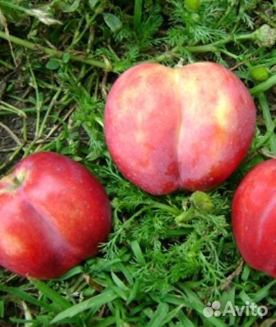 Саженцы яблони высокоурожайные