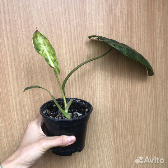 Монстера карстенианум