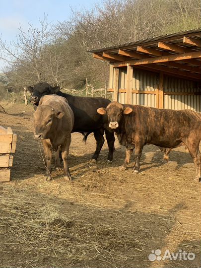 Быки на племя