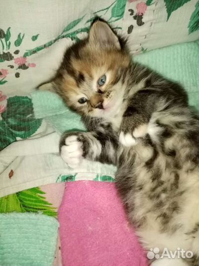 Котята турецкой ангоры