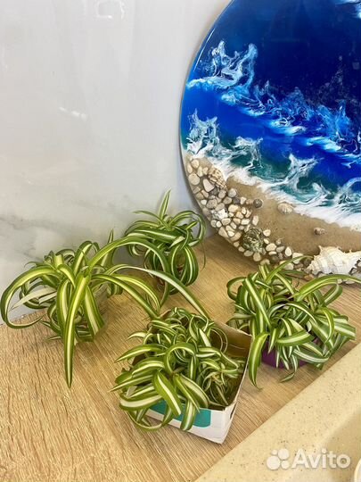 Хлорофитум кудрявый