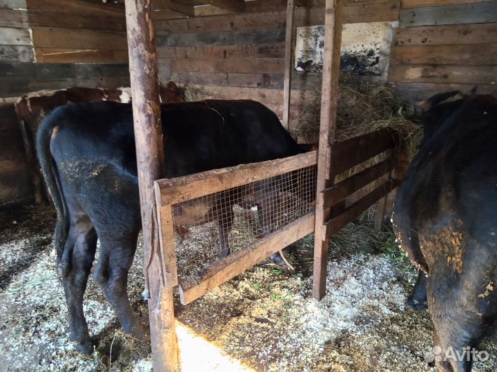 Продам быков