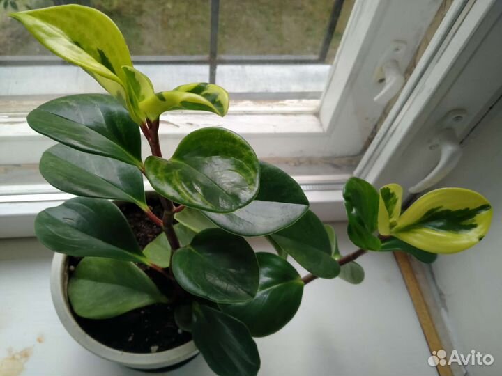 Фикус, Пеперомия, бегония, спатифиллум (женское