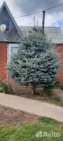 Ель голубая