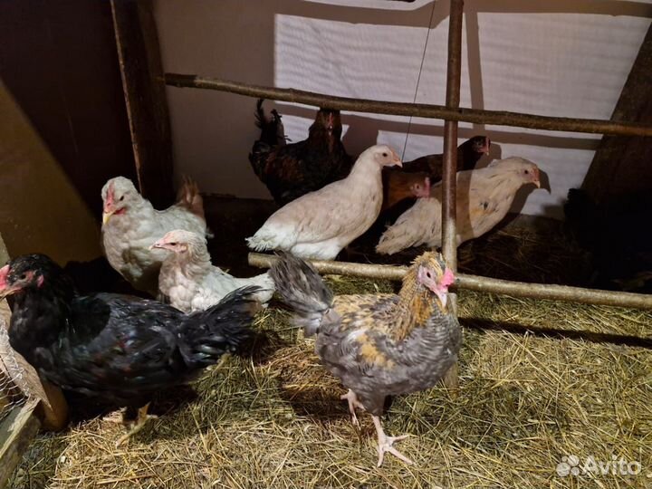 Куры молодки несушки