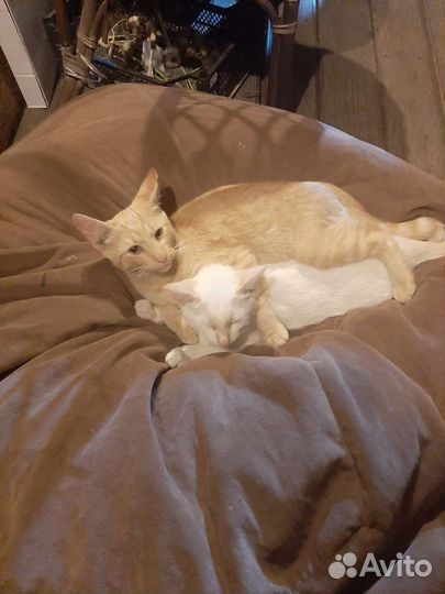 Котята в добрые руки бесплатно