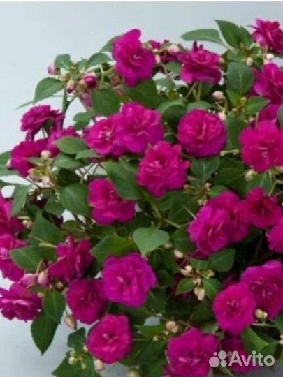 Бальзамин ампельный