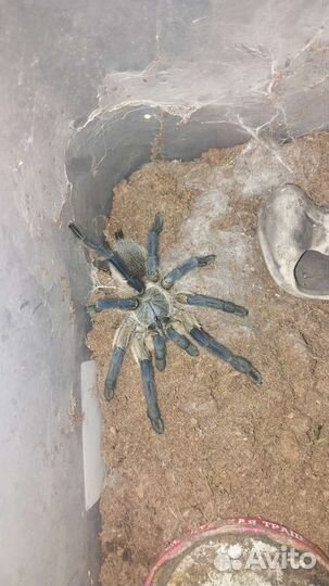 Паук птицеед