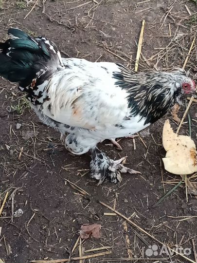 Молодые петухи