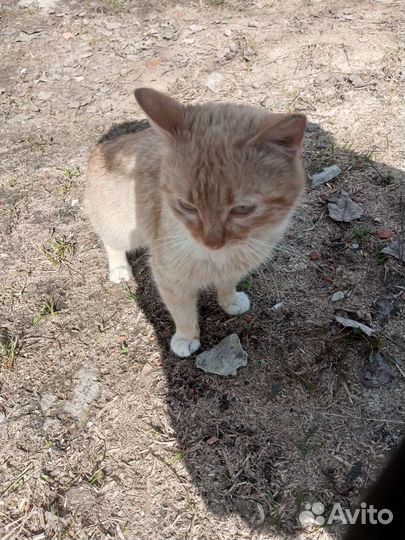 Отдам в добрые руки