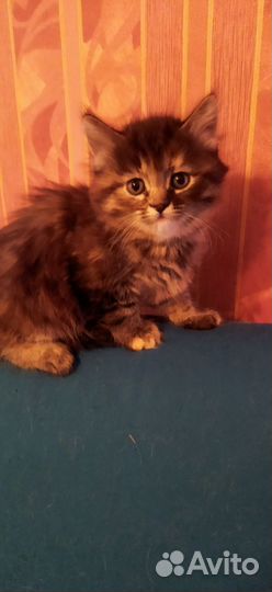 Котята девочки