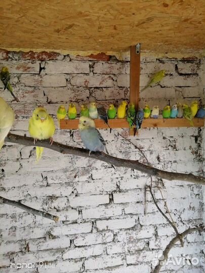 Волнистые попугаи