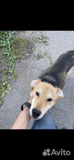 Метис гончей