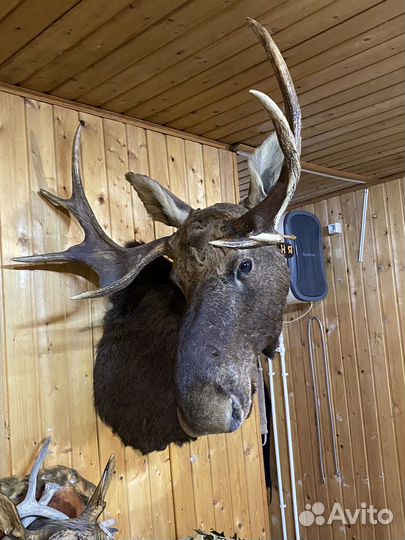 Чучело Лося