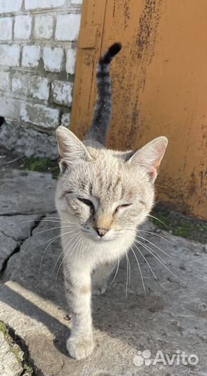 Отдам кота