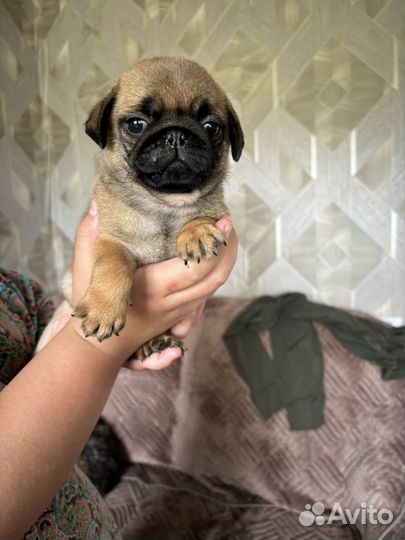 Щенки мопса