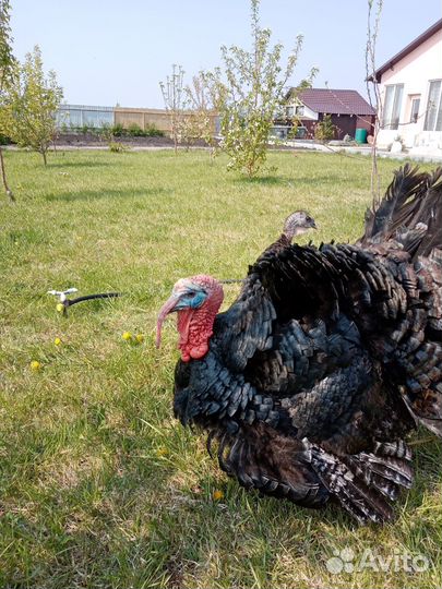 Инкубационное яйцо индейки