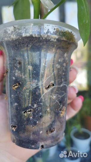 Шефлера комнатный цветок