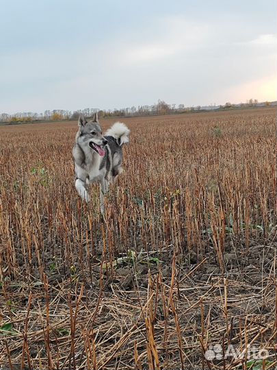 Западно сибирская лайка, кобель вязка