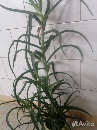 Алоэ древовидное, столетник, доктор