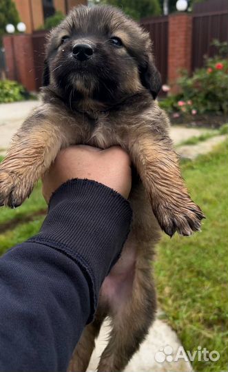 Щеночек в добрые руки