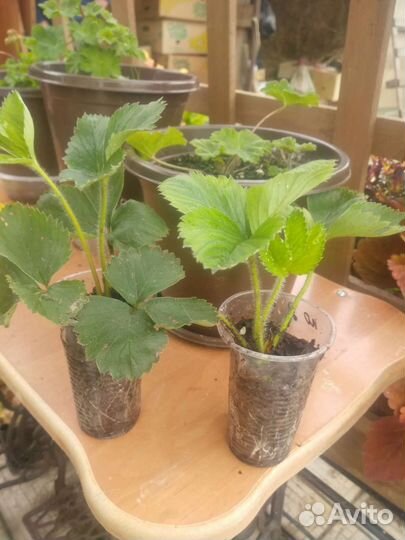 Земклуника Купчиха, клубника