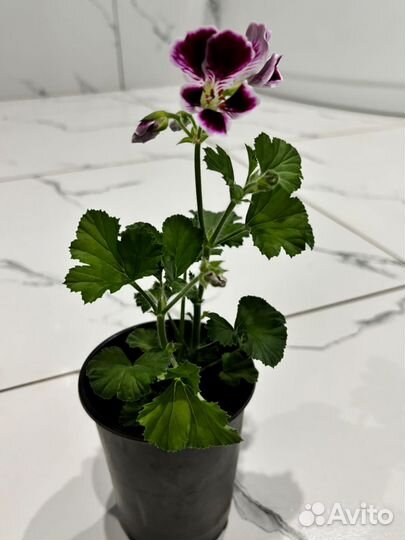 Пеларгония герань