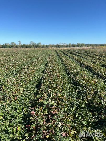 Рассада Клери