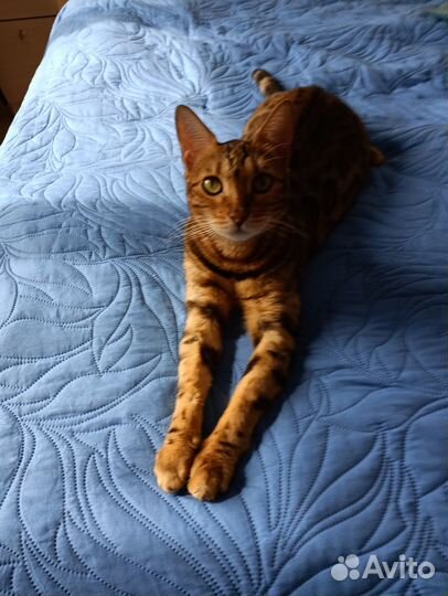 Игрушка - трек с шариками для кошки