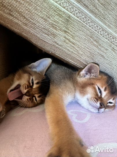 Абиссинские котята