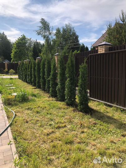 Туя западная Колумна 1.4-1.6 - 2300