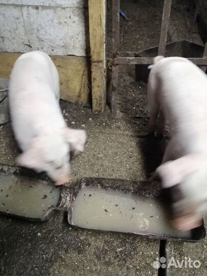 Поросята породы ландрас+петрен