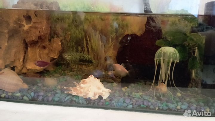 Аквариум со всем содержимым
