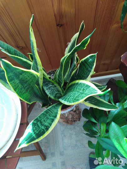 Сансевиерия