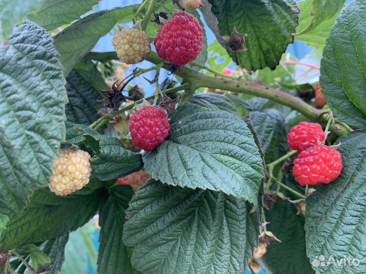 Малина саженцы