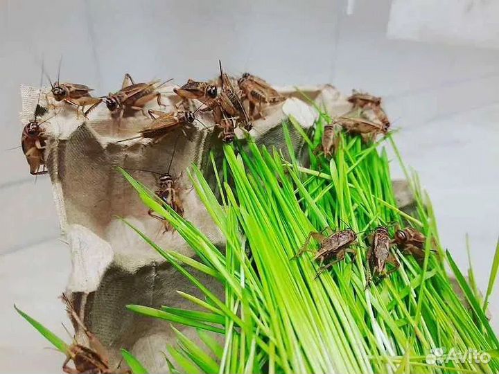 Сверчок, муха, саранча, мучник, зофобас, тараканы