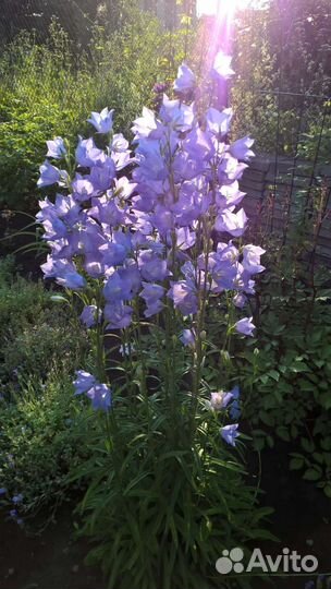 Бересклет форчуна, барвинок, очиток, колокольчик