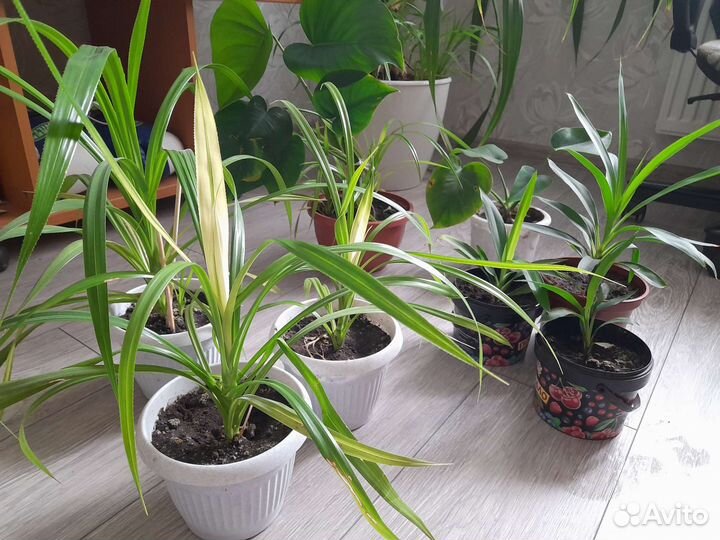 Панданус,юкка