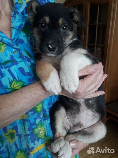 Щенки в добрые руки бесплатно